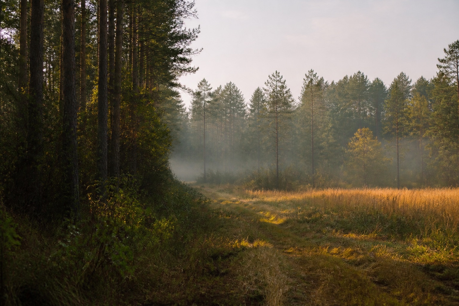 Pine and hardwood forest beside a grassy clearing at first light